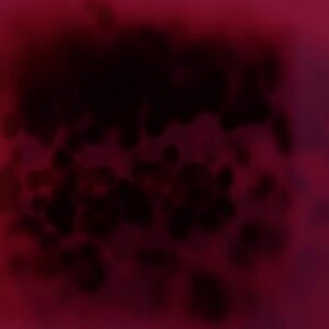 Dead - Transmissions EP