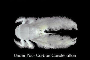 Organic - Under Your Carbon Constellation