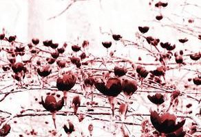 Phantom Leaf - Phantom Leaf