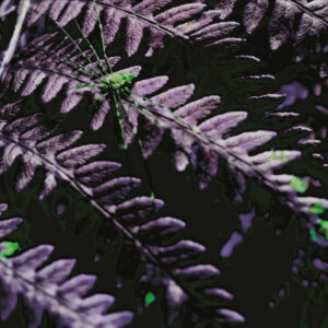 PARKING DANCE "Gloom Parasite"